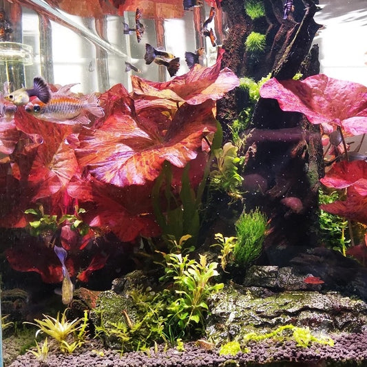 Red Tiger Lotus (Nymphaea zenkeri）