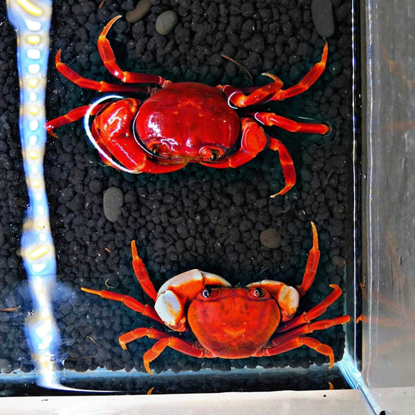 Warrior Crab Hongkong Red Arm (Nanhaipotamon hongkongense)
