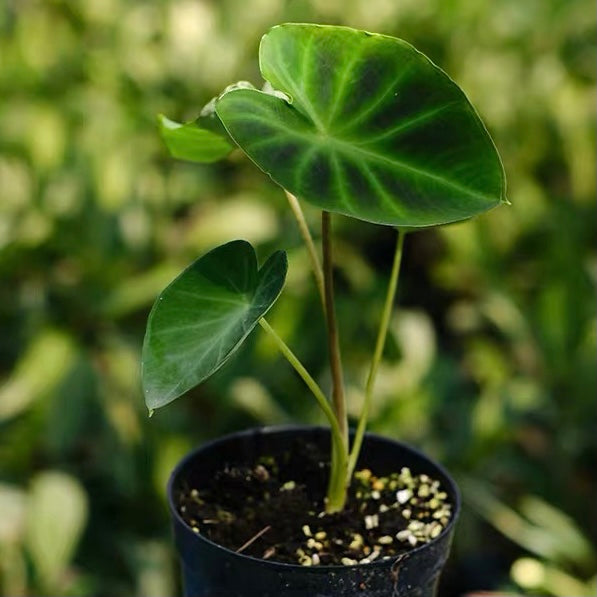 Hitchhiker Elephant Ear(Remusatia Vivipara)