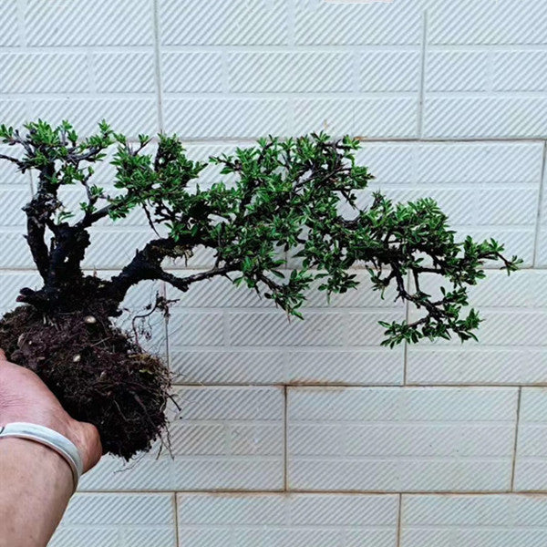 Rhamnus Bonsai ( Rhamnus aurea )