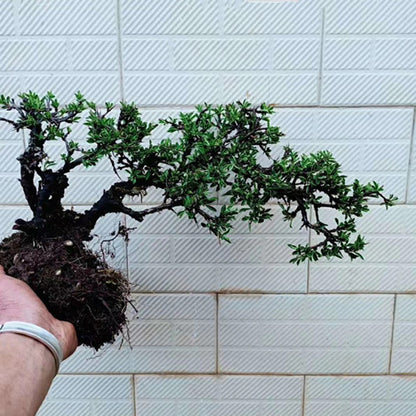 Rhamnus Bonsai ( Rhamnus aurea )