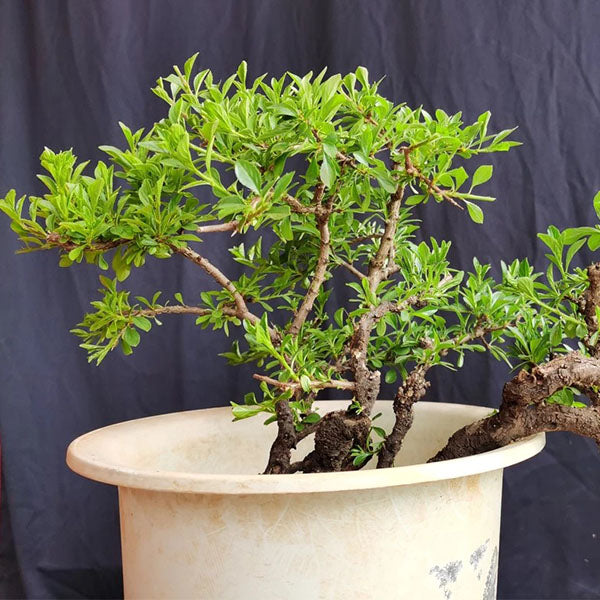 Rhamnus Bonsai ( Rhamnus aurea )