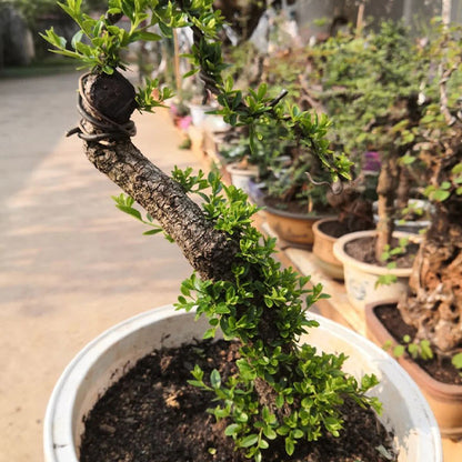 Rhamnus Bonsai ( Rhamnus aurea )