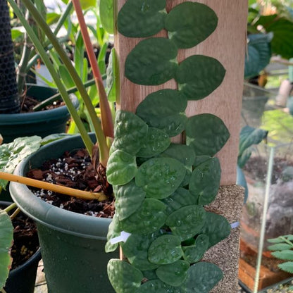 Rhaphidophora celatocaulis