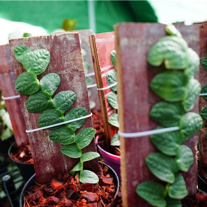 Rhaphidophora celatocaulis
