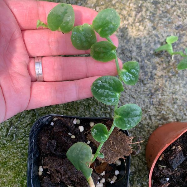 Rhaphidophora celatocaulis