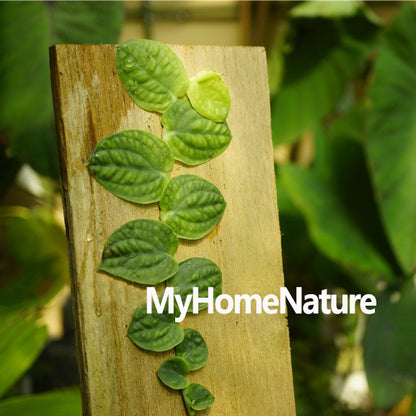 Rhaphidophora celatocaulis