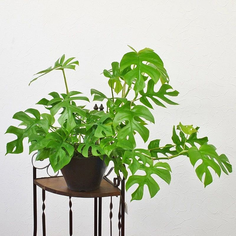 Mini Monstera ( Rhaphidophora tetrasperma )