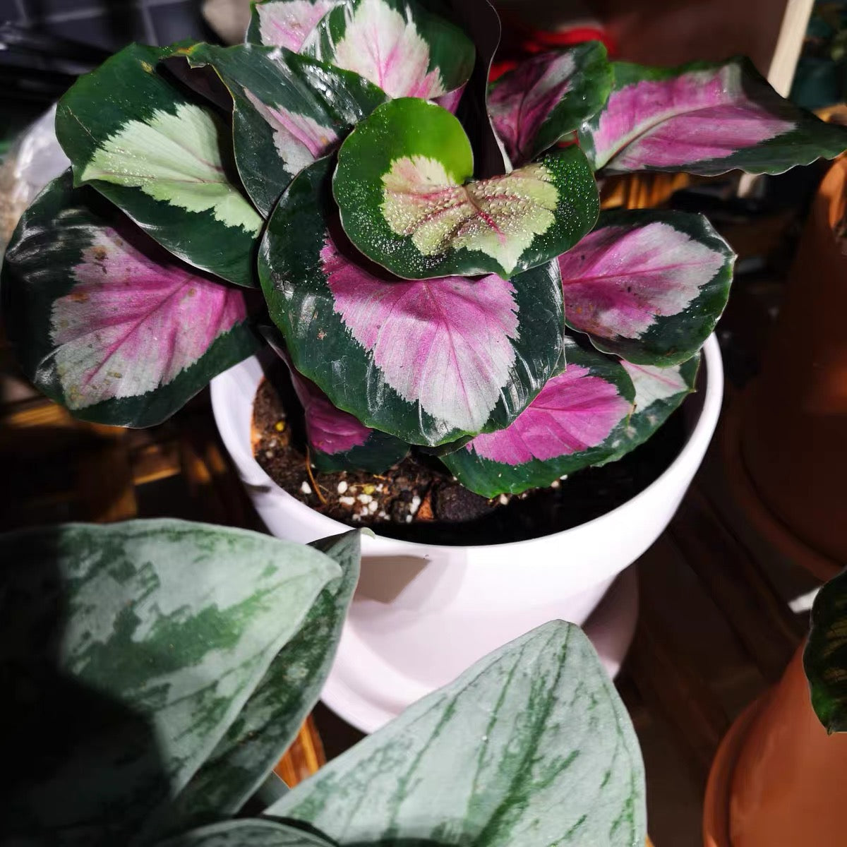 Calathea ' Rosy ' ( Calathea roseopicta )