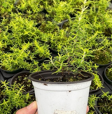 Gold Dust Rosemary (Rosmarinus officinalis)
