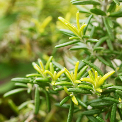 Gold Dust Rosemary (Rosmarinus officinalis)