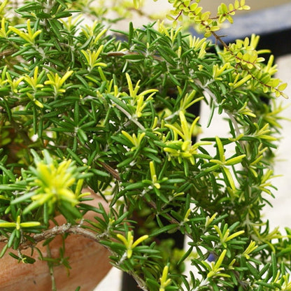 Gold Dust Rosemary (Rosmarinus officinalis)