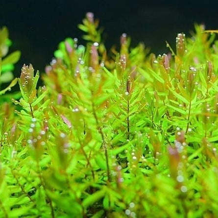 Rotala Macrandra 'Green'