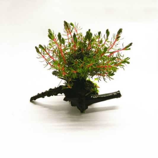 Dwarf Parrot's Feather on Driftwood （Myriophyllum papillosum）