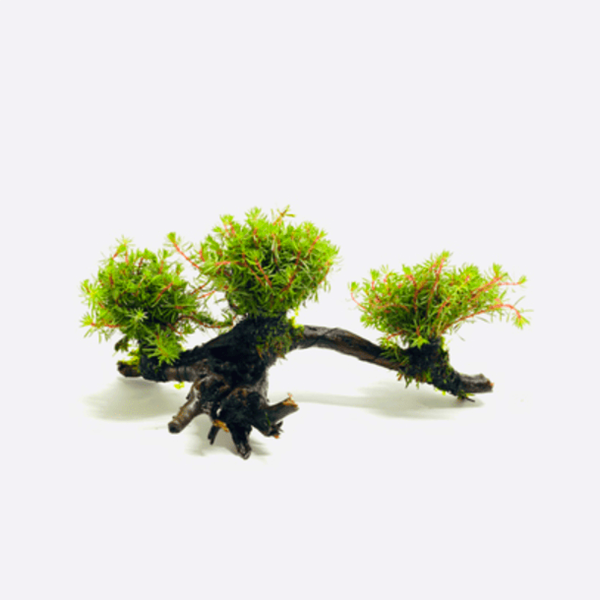 Dwarf Parrot's Feather on Driftwood （Myriophyllum papillosum）