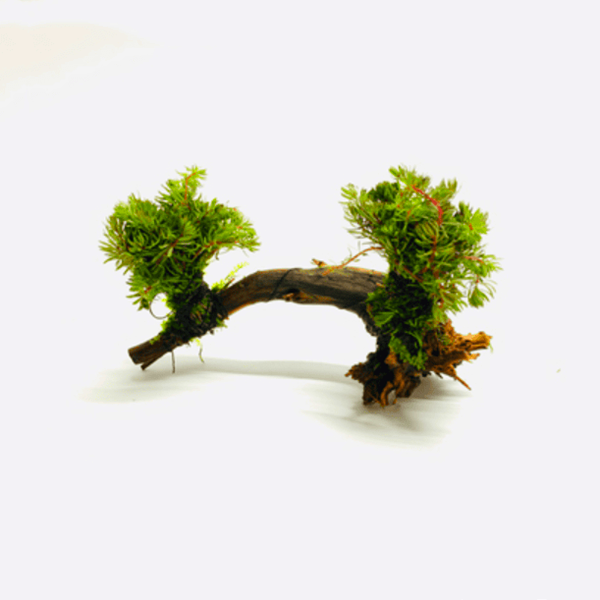 Dwarf Parrot's Feather on Driftwood （Myriophyllum papillosum）