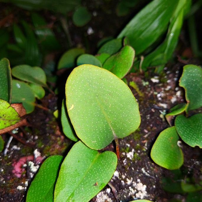 Round Leaf (Pyrrosia sp.)
