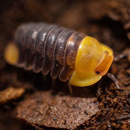 Rubber Ducky Isopod (Cubaris sp. 'Rubber Ducky') for Sale | My Home Nature