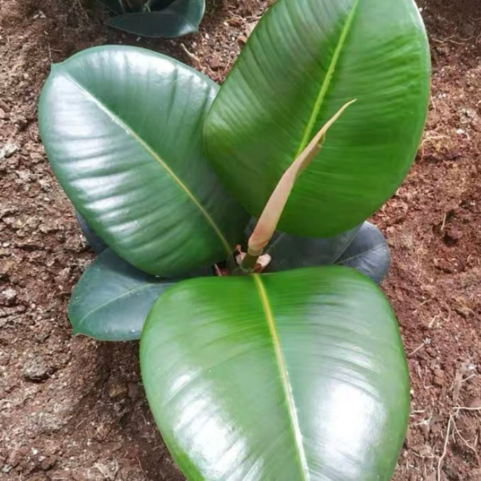 Rubber tree  (Philodendron spp.)