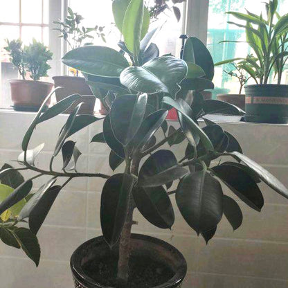 Rubber tree  (Philodendron spp.)