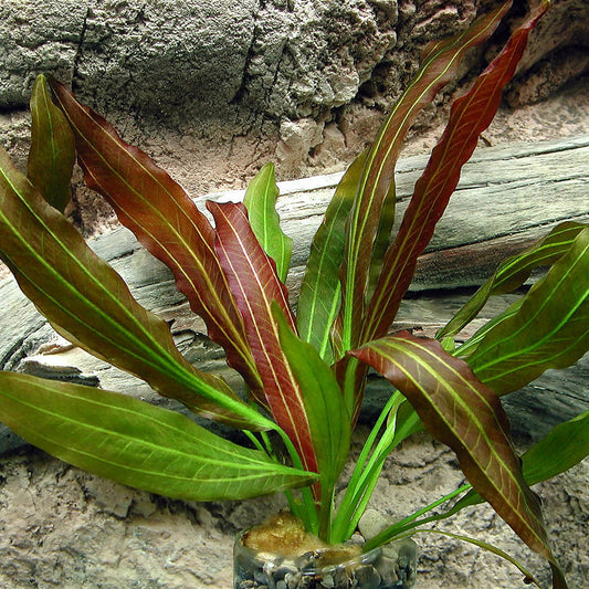 Red Rubin(Echinodorus)