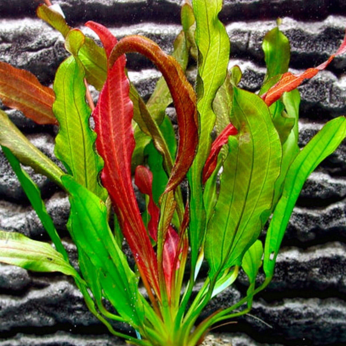 Red Rubin(Echinodorus)