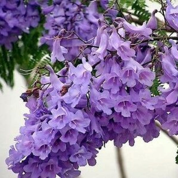 Jacaranda mimosifolia D. Don (Jacaranda tree)