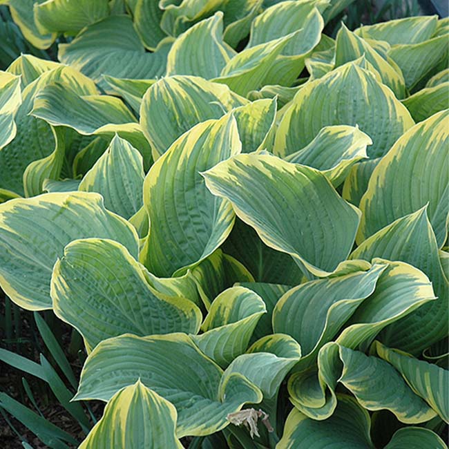 Sagae Hosta