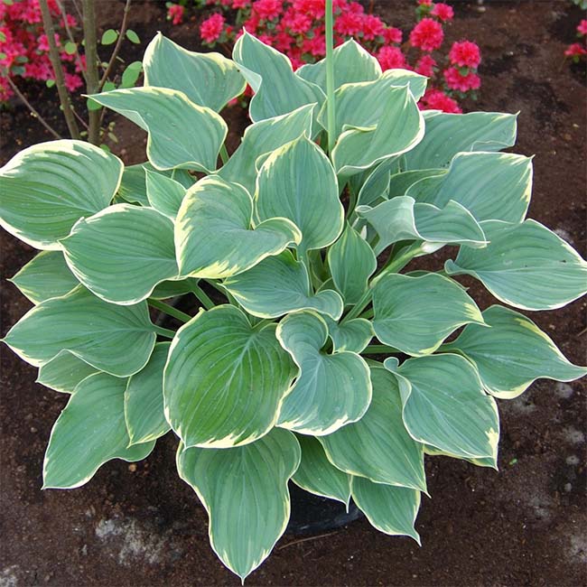 Sagae Hosta