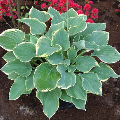 Sagae Hosta