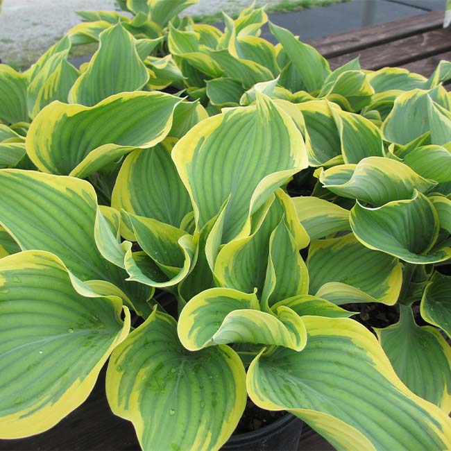 Sagae Hosta