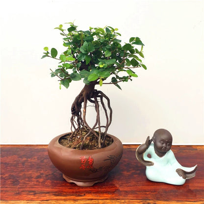 sageretia bonsai tree Hedge Sageretia Bonsai ( Sageretia theezans ) for Sale