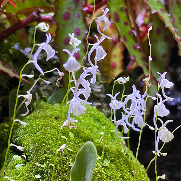 Sanderson's Bladderwort ( Utricularia sandersonii )