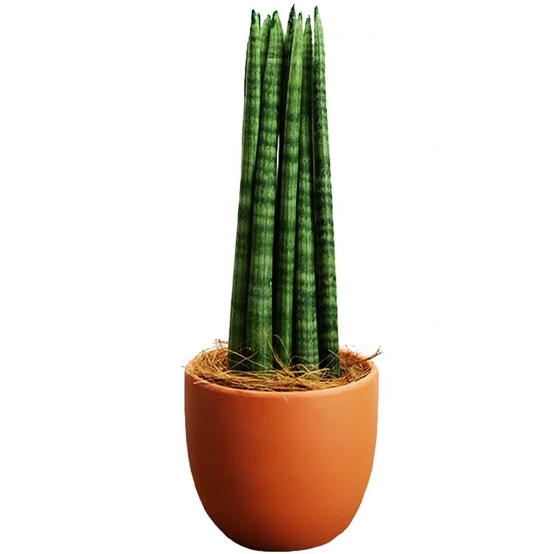 Sansevieria Cylindrica (Dracaena angolensis)