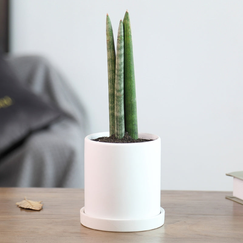 dracaena angolensis price Sansevieria Cylindrica (Dracaena angolensis)