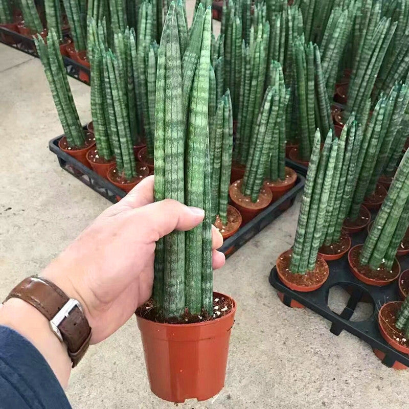 Sansevieria Cylindrica (Dracaena angolensis)