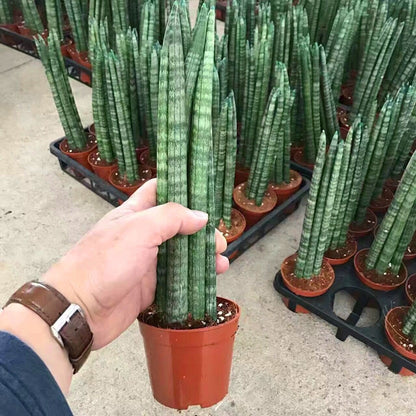 Sansevieria Cylindrica (Dracaena angolensis)