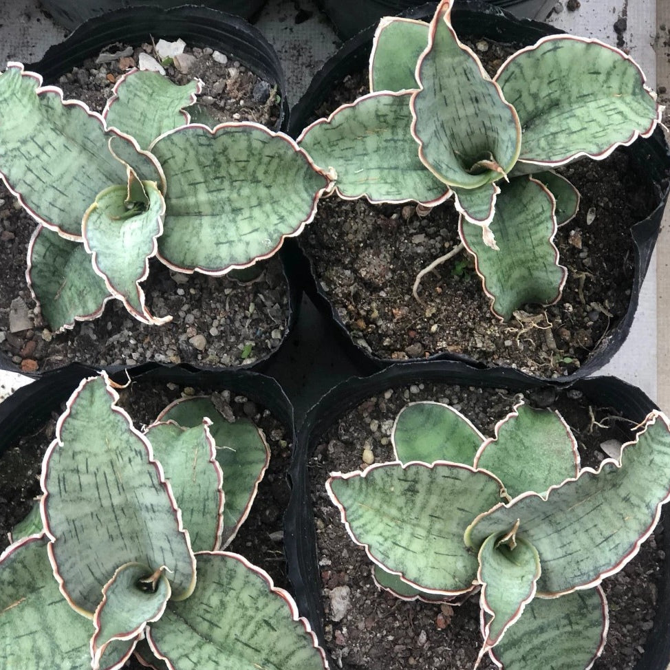 sansevieria somalia blue Sansevieria Silver Blue for Sale