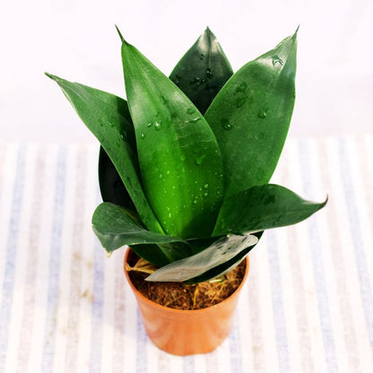 Sansevieria trifasciata ' Black Dragon '