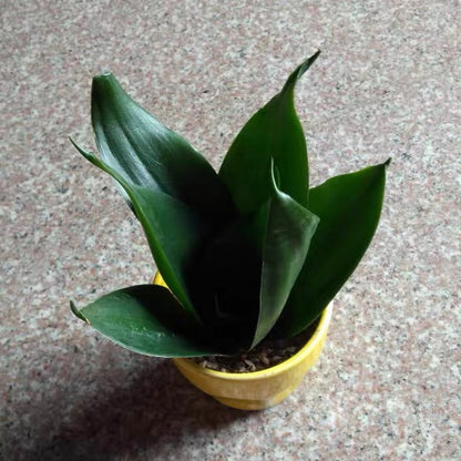 black dragon snake plant Sansevieria trifasciata ' Black Dragon ' for Sale
