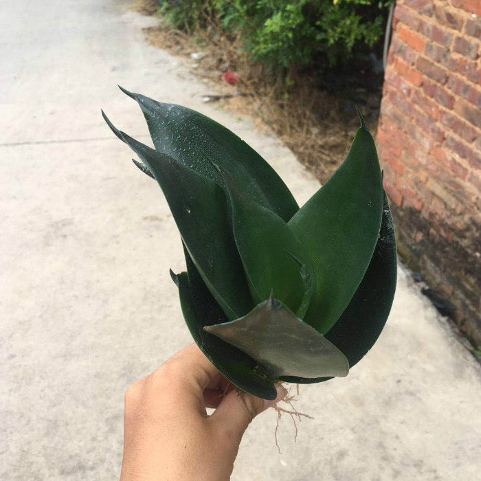 Sansevieria trifasciata ' Black Dragon '