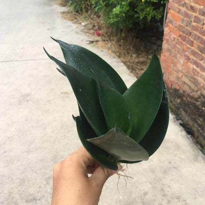 Sansevieria trifasciata ' Black Dragon '