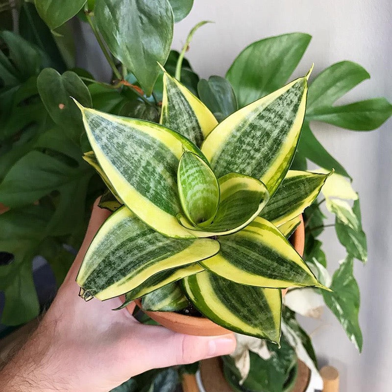 Sansevieria trifasciata ' Golden Hahnii '