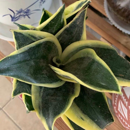 sansevieria hahnii lotus Sansevieria trifasciata ' Lotus ' for Sale