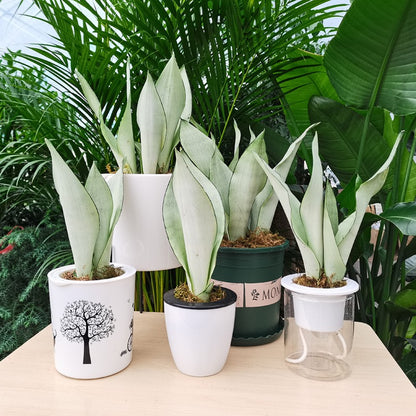 variegated moonshine snake plant Sansevieria trifasciata ' Moonshine ' for Sale