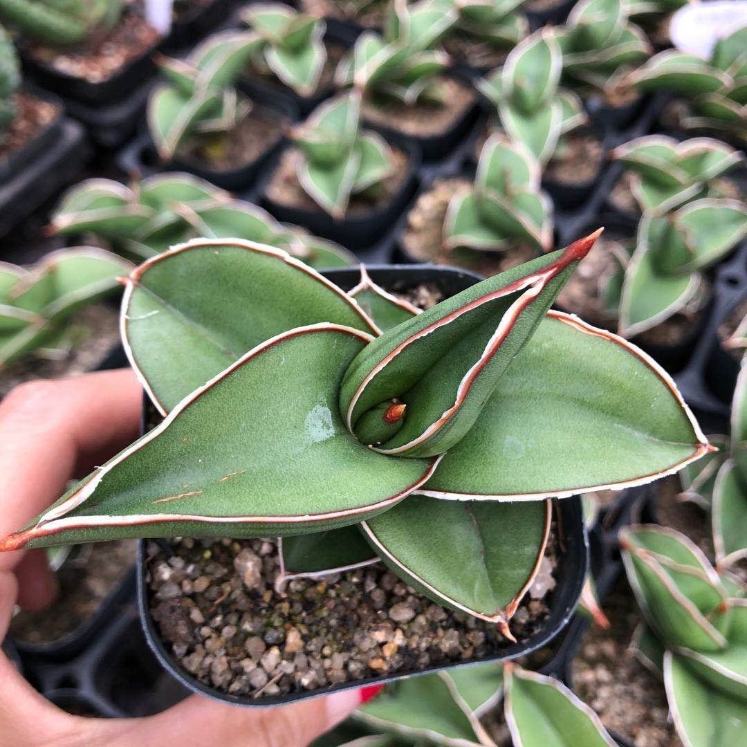 sansevieria samurai for sale Sansevieria Ehrenbergii Samurai Dwarf