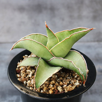 sansevieria ehrenbergii varieties Sansevieria Ehrenbergii Samurai Dwarf