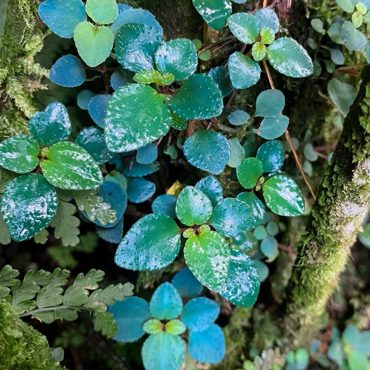 Sarcopyramis parvifolia