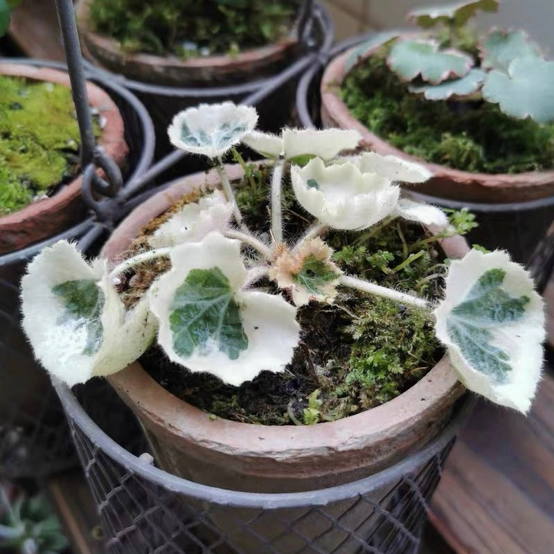 Strawberry Begonia ' Tricolor ' ( Saxifraga stolonifera Var. )