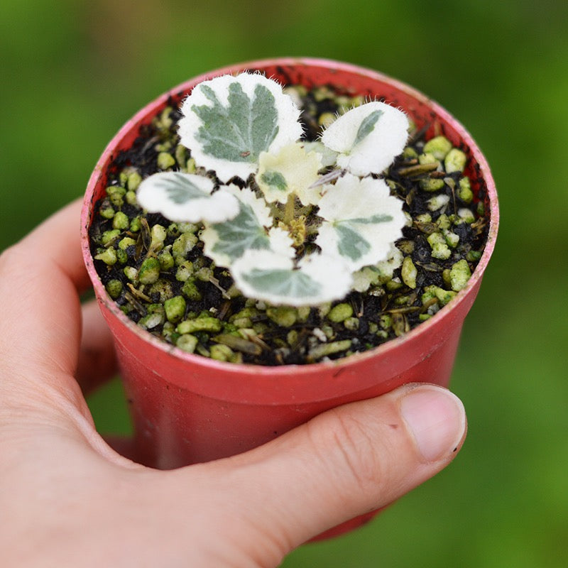 Strawberry Begonia ' Tricolor ' ( Saxifraga stolonifera Var. )